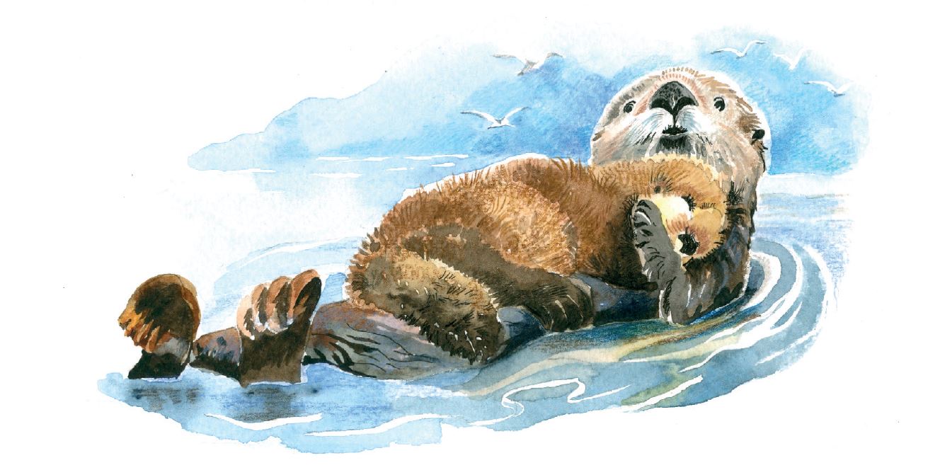 The CINBR to Tell Kids about Sea Otters!